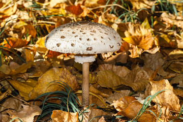 Macrolepiota procera, parasol, entre las hojas de chopo.
