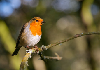 Robin bird perched in sunlight