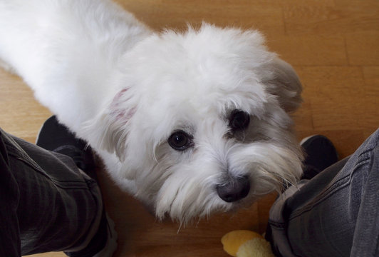 Maltese dog looking its own