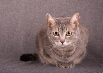 Blue tabby cat against light gray background