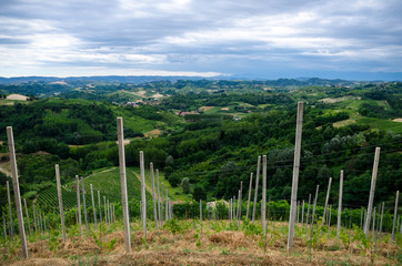Fototapeta na wymiar Vineyards of Alba, Langhe and Roero