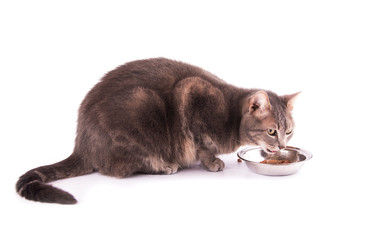 Sideshot of a blue tabby cat eating from a bowl, on white