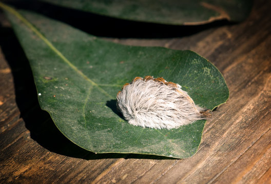 Caterpillar Of The Southern Flannel Moth On Oak Leaf. Venomous S