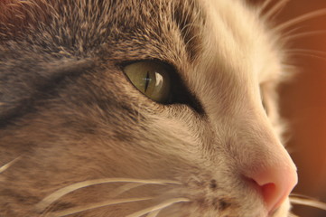 Portrait of a cat. Wild eyes and long whiskers.