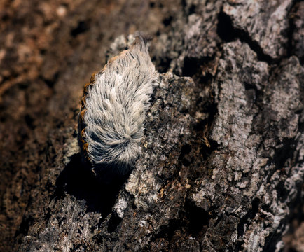 Caterpillar Of The Southern Flannel Moth (Megalopyge Opercularis