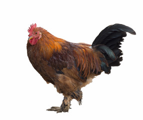 Bright red cock isolated on white background