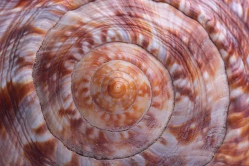 Poster Sea shell. Closeup © Vitalii Hulai