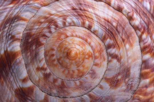 Sea shell. Closeup