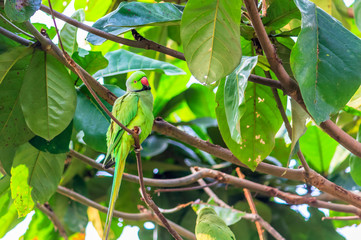 wonderful parrot sitting lovely in tree branch