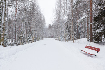 Road in park at winter