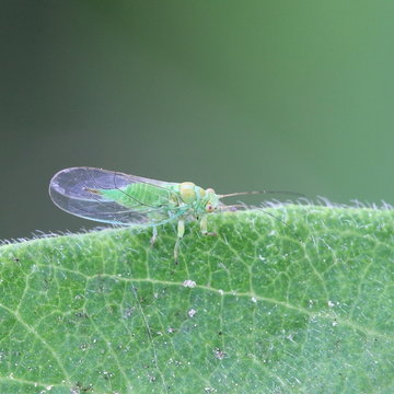 Jumping plant lice, Psylla alni