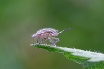 Sloe Bug, Dolycoris baccarum