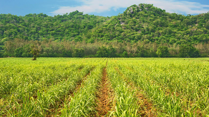 Fototapeta na wymiar Sugarcane field