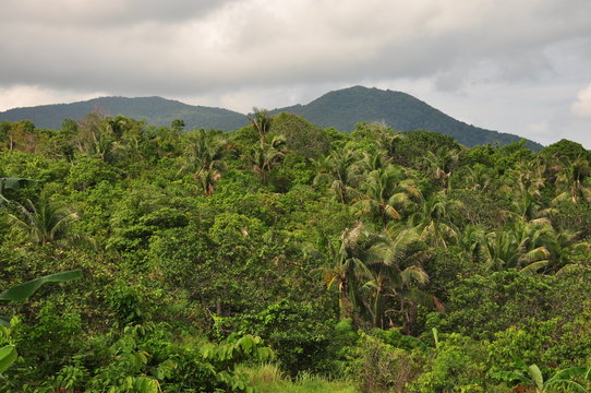 The jungle in Indonesia. Java. The tree ferns and palm trees on the slopes of shit in the tropics.