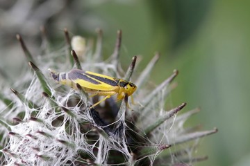 Leafhopper, Evacanthus interruptus