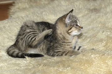 little tabby kittens at play