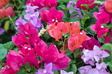 colorful bougainvillea flower