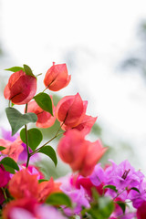 Obraz premium colorful bougainvillea flower
