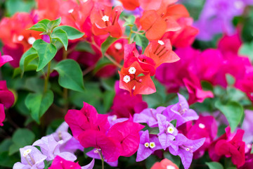 colorful bougainvillea flower - obrazy, fototapety, plakaty