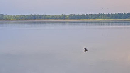 Wide shot of Blue Heron feeding early in the morning in a lake - Powered by Adobe