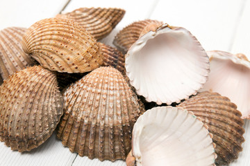 several clam shells isolated