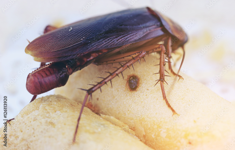 Poster brown cockroach with cockroach eggs