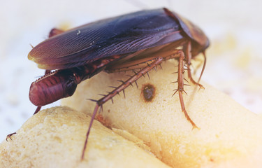 brown cockroach with cockroach eggs