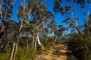 Fototapeta premium Dirt Track Leading Through a Forest of Eucalyptus trees