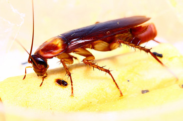brown cockroach with cockroach eggs