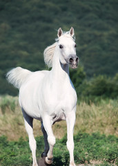 white arabian stallion  in motion at freedom