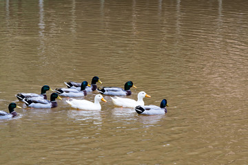 Flock of ducks swimming in water lake. (selective focus)