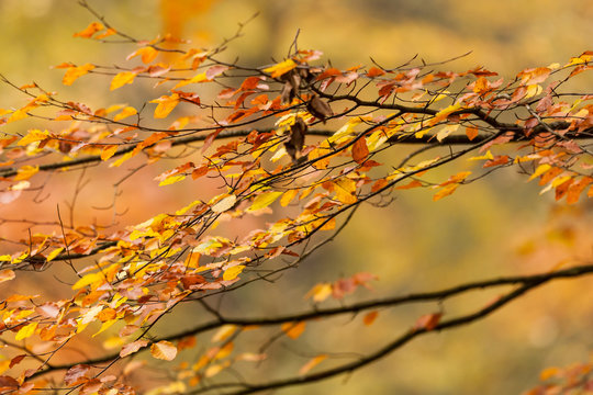 Grenar p&aring; boktr&auml;d med h&ouml;stl&ouml;v