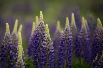 Blooming purple lupine in natural habitat