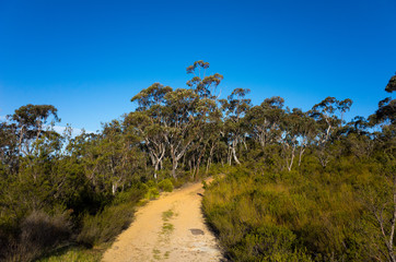 Fototapeta na wymiar Dirt Track Leading Through a Forest of Eucalyptus trees