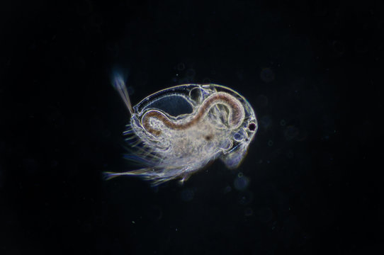 Water flea (Moina macrocopa) under microscope view