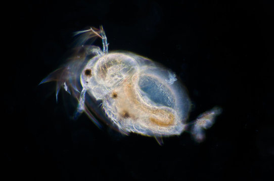 Water flea (Moina macrocopa) under microscope view