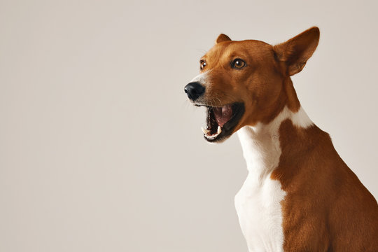 Adorable basenji dog yawning or talking isolated on white