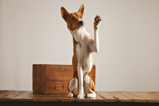 Cute obedient brown and white basenji dog giving a high five sitting on a wooden pedestal next to a vintage wine crate