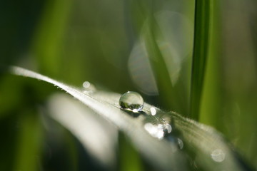 Regentropfen auf Grashalm