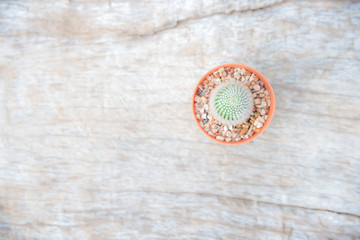 Fototapeta na wymiar Cactus in flower pot on wood table.