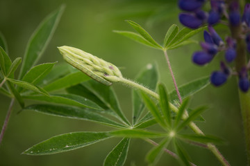 Blossom of a pupple lupine in natural habitat