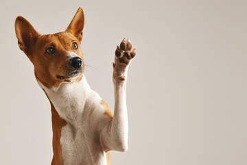 Fototapeta Adorable brown and white basenji dog smiling and giving a high five isolated on white obraz