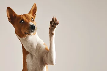 Foto op Plexiglas Schattige bruine en witte basenji-hond die lacht en een high five geeft op wit wordt geïsoleerd © BublikHaus
