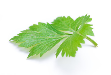 Celery or parsley leaf isolated on white background.