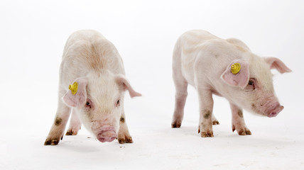Piglets. Pigs. Farming. © A