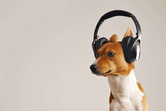 Determined looking white and brown basenji dog wearing huge headphones isolated on white