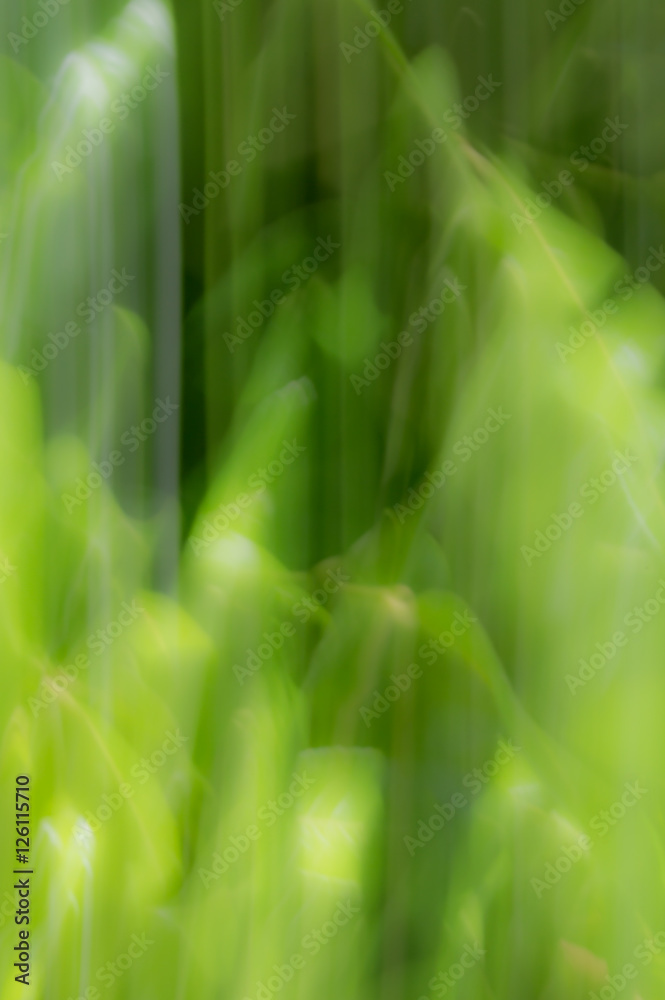 Wall mural blurred abstract background. rainforest concept.