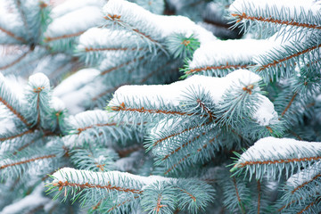Naklejka na ściany i meble Snow. Winter. Fir branches. Christmas new year background.