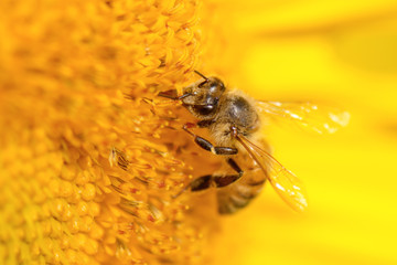 Honeybee on Sunflower