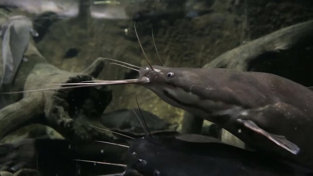 Catfish clarias (clarius) marble in their natural habitat. Clarias gariepinus